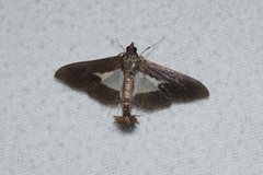 Diaphania