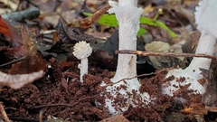Amanita abrupta