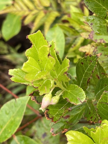 Vaccinium cereum observed 2022-09-07