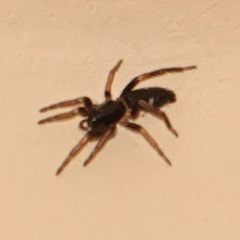 Herpyllinae