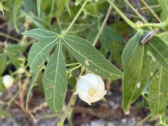 Gossypium thurberi