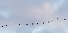 Anser brachyrhynchus