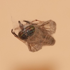 Tabanini