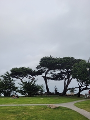 Cupressus macrocarpa