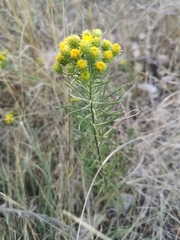 Galatella linosyris