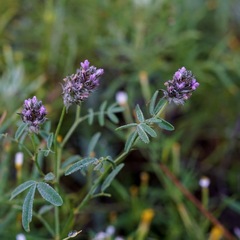 Dalea polygonoides