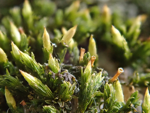 Image of Orthotrichum tenellum by (c) Christian Berg, some rights reserved (CC BY)