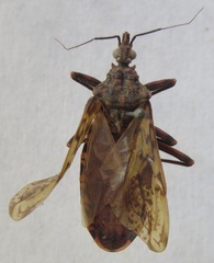 Panstrongylus rufotuberculatus