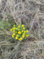 Galatella linosyris
