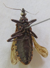 Panstrongylus rufotuberculatus