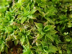 Syntrichia papillosa