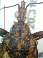 Panstrongylus rufotuberculatus