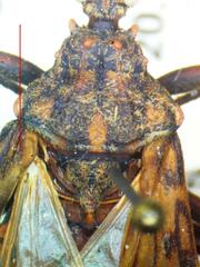 Panstrongylus rufotuberculatus