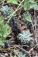 Petrosedum