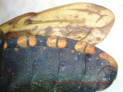 Panstrongylus rufotuberculatus