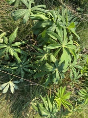 Lupinus polyphyllus