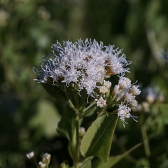 Ageratina herbacea