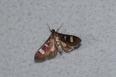 Desmia