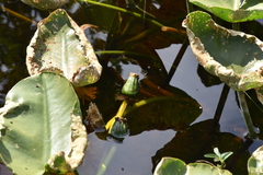 Nuphar polysepala