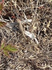 Sceloporus occidentalis bocourtii