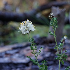 Dalea albiflora