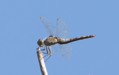Sympetrum striolatum