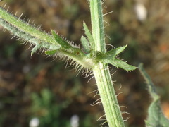 Crepis setosa