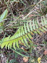 Polystichum munitum