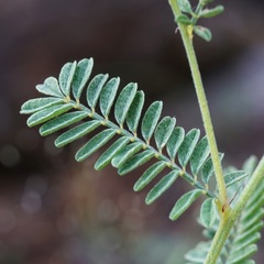 Dalea albiflora