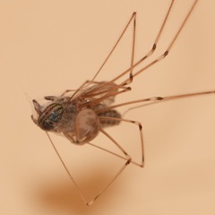 Tabanini