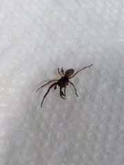 Trachelidae