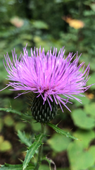 Cirsium