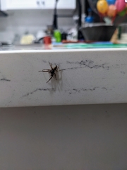 Trachelidae