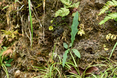 Ixeridium laevigatum