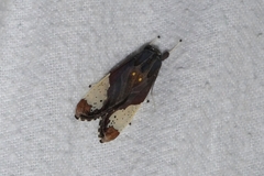 Bertholdia