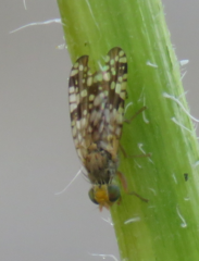 Neotephritis finalis