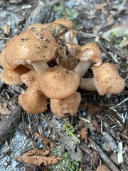 Physalacriaceae