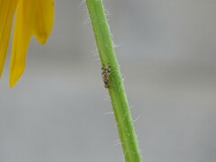 Neotephritis finalis