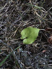 Maianthemum dilatatum