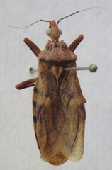 Panstrongylus geniculatus