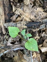 Violaceae