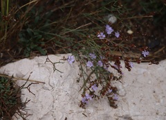 Limonium virgatum