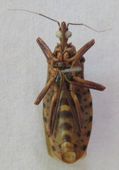 Panstrongylus geniculatus