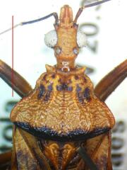 Panstrongylus geniculatus
