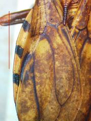 Panstrongylus geniculatus