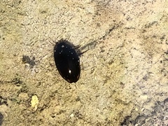 Agabinae