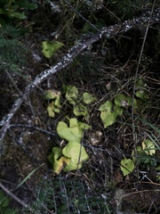 Maianthemum dilatatum