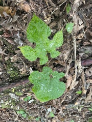 Vitis aestivalis