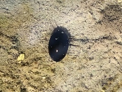 Agabinae