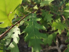 Quercus cerris